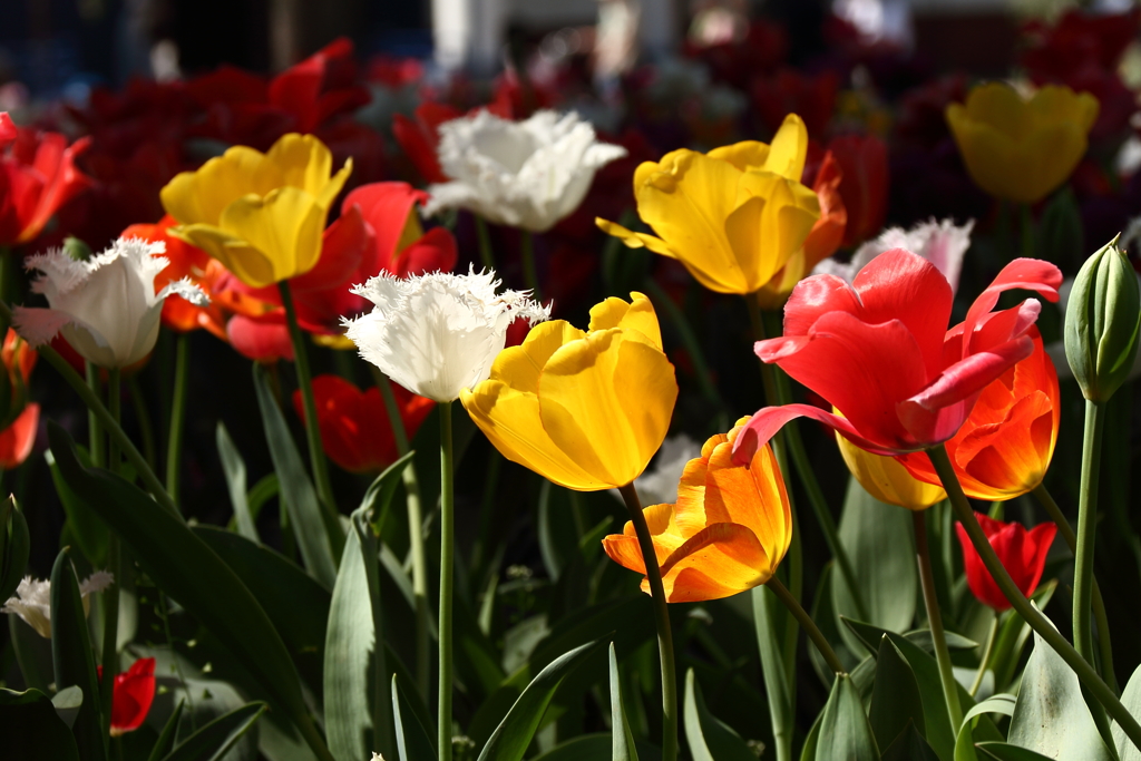 あか、しろ、きいろ
