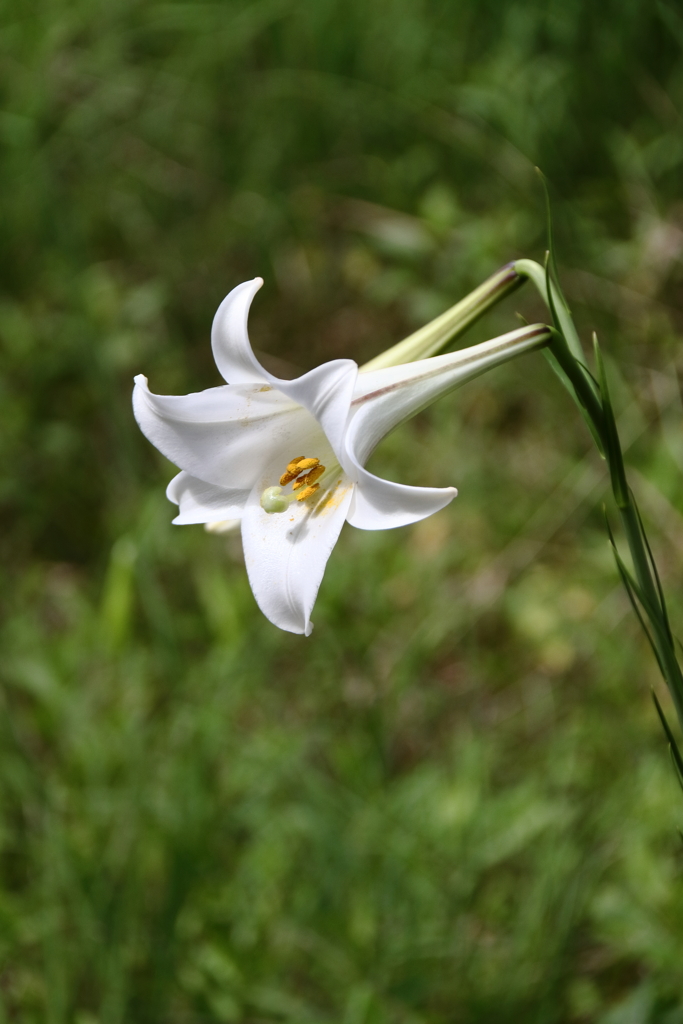 タカサゴユリ咲く頃１