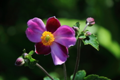 シュウメイギク横2