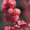 梅花燃ゆ