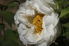 鎌倉花散歩　３