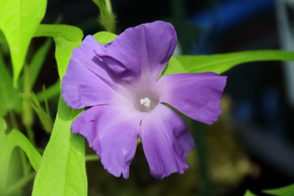 花散歩変化朝顔４