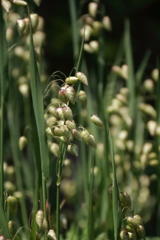 里山散歩コバンソウ