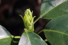 新芽いずる　アオキ２