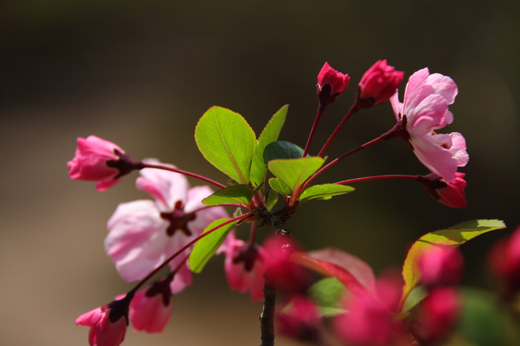 春　海棠４