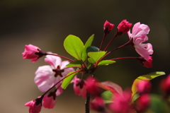 春　海棠４
