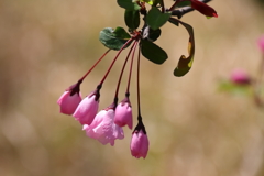 花散歩花海棠２