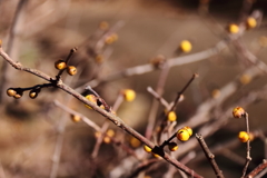 蝋梅間もなく１