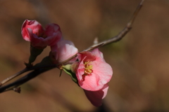 花散歩木瓜１
