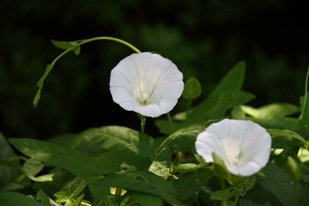 花散歩ひるがお