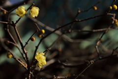 蠟梅香るころ１