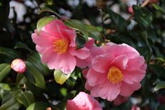 花散歩ハルサザンカ２