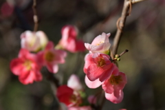 花散歩木瓜２