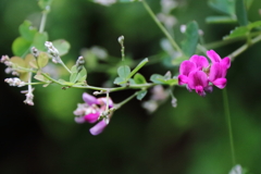 里山花散歩コマツナギ