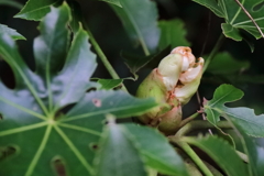 花散歩ヤツデ