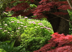 夏もみじの向こう