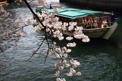 船上観桜