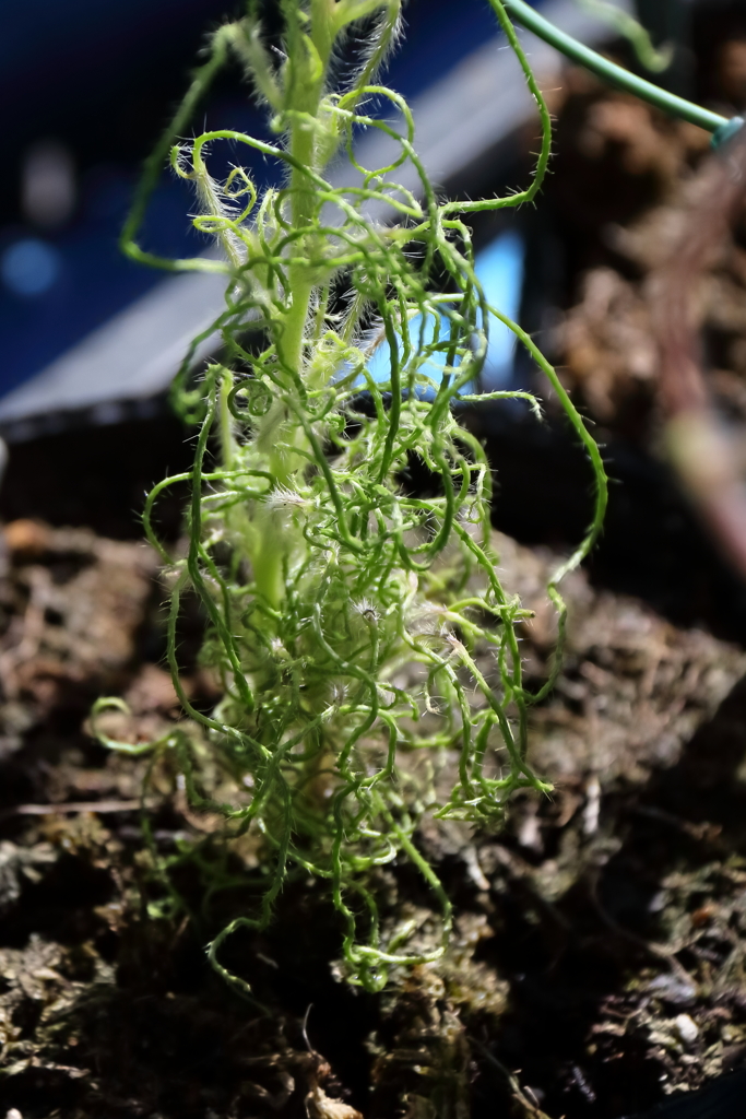 花散歩変化朝顔