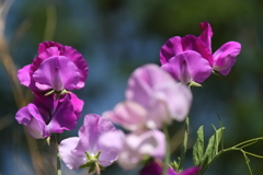 花散歩エンドウ１