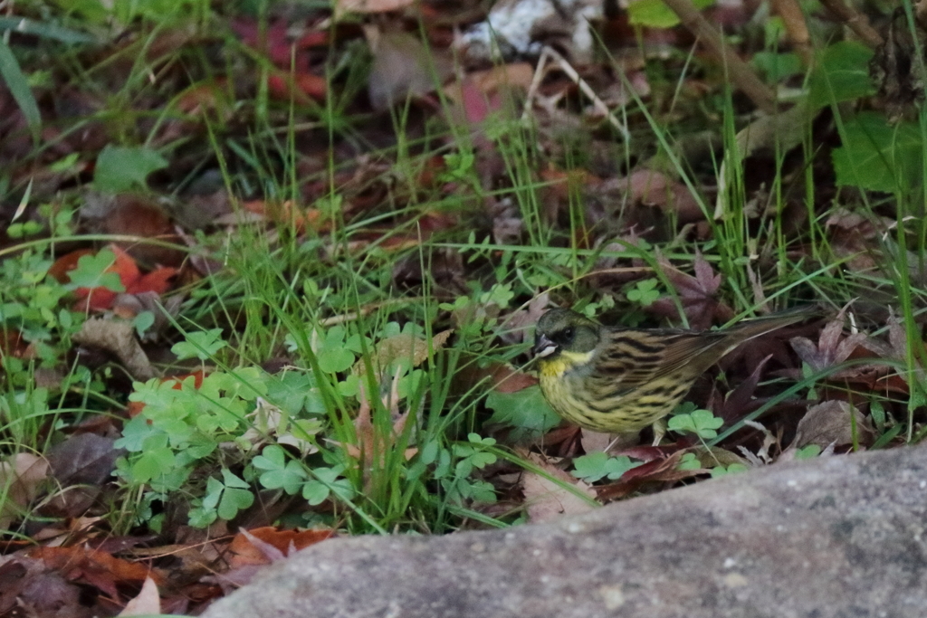 アオジとの遭遇４