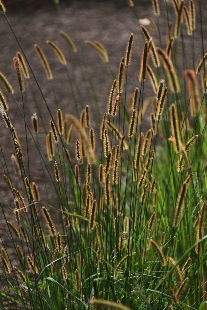 エノコログサの輝き