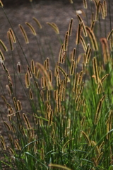 エノコログサの輝き