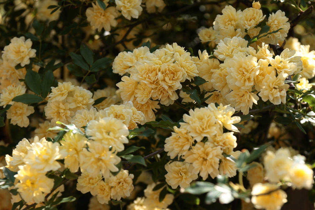 鎌倉花散歩10木香薔薇