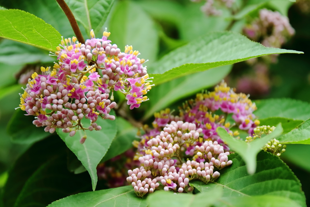 花散歩ムラサキシキブ１