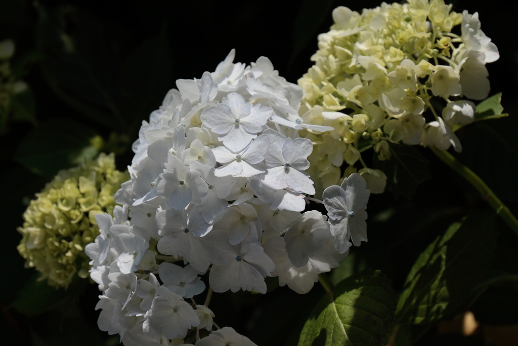 白あじさい２