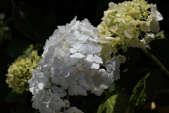 白あじさい２