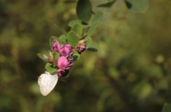 シジミ蝶の午後