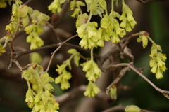 春　トサミズキ１