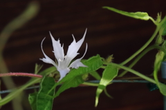 花散歩変化あさがお6