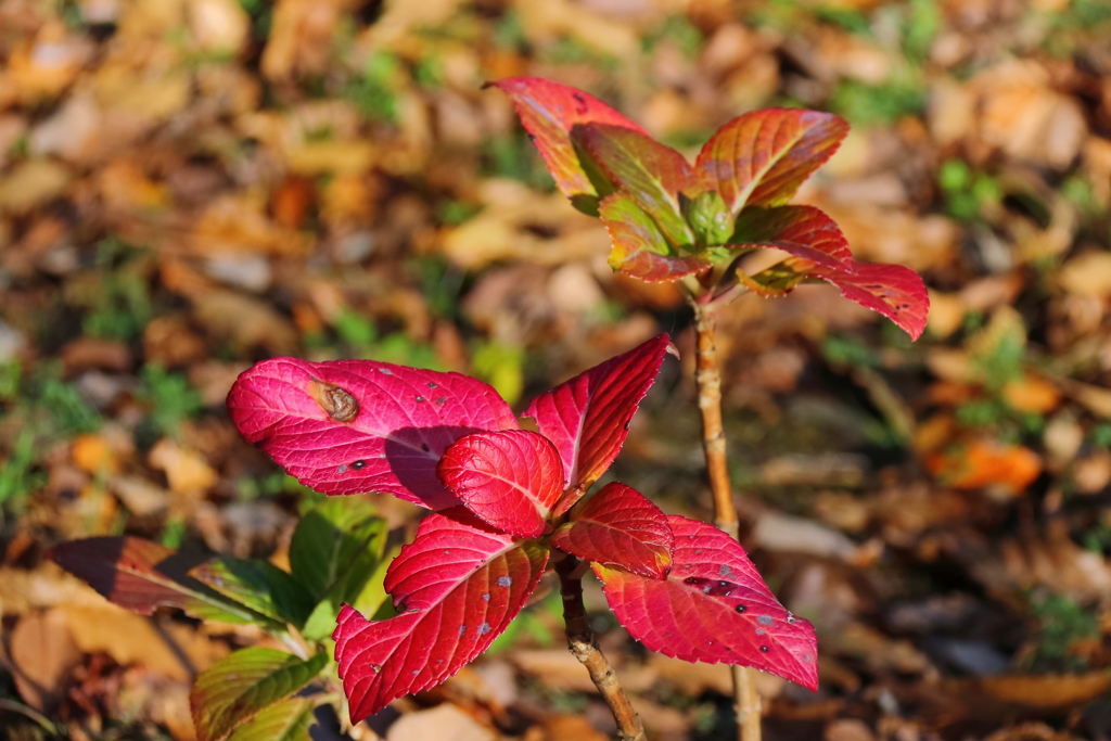 紅葉アジサイ１