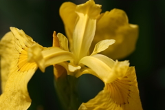 花散歩キショウブ１