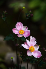 秋明菊咲く