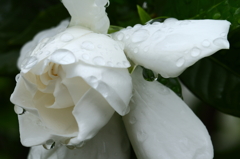 梅雨に香る