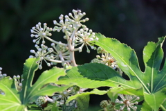 里山の植物ヤツデ１