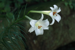 タカサゴユリ１