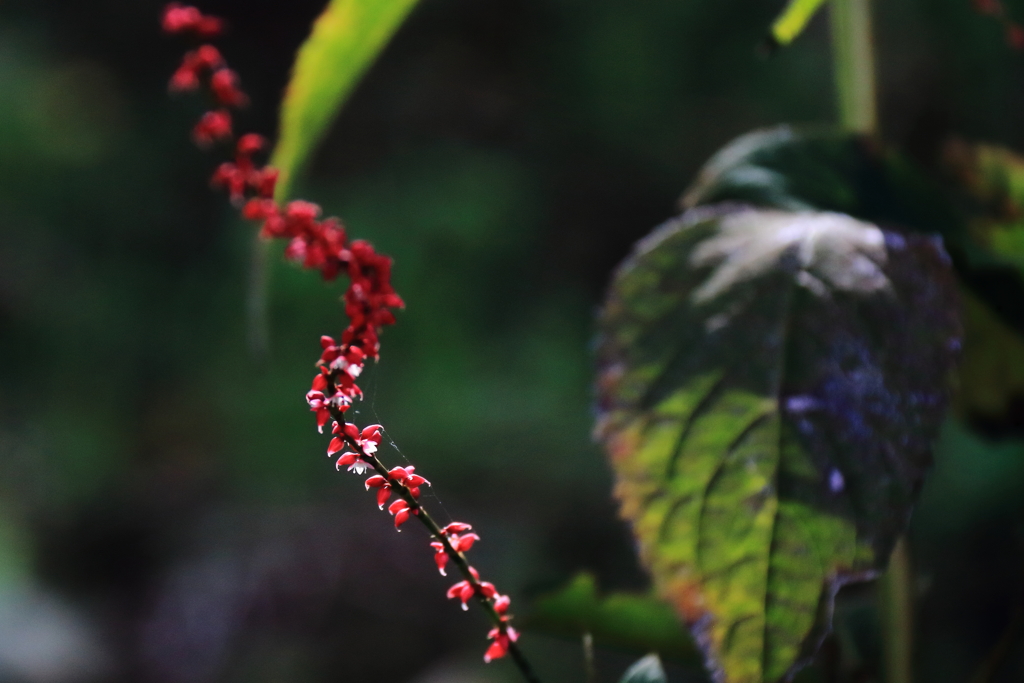 花散歩ミズヒキ