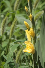 花散歩グラジオラス