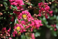 花散歩サルスベリ１