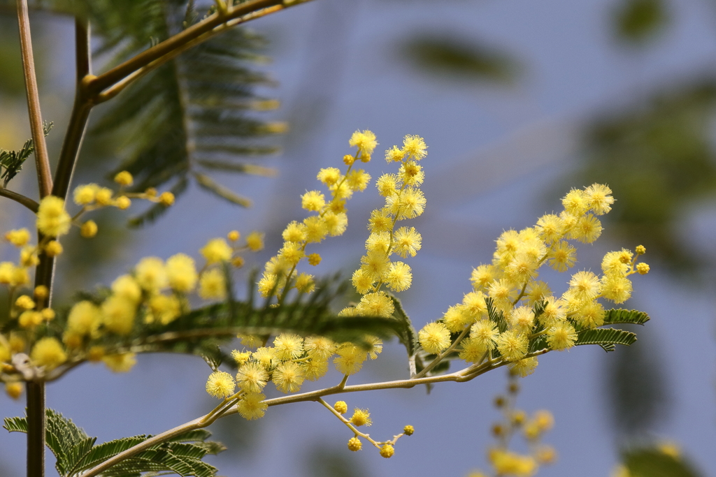 アカシア？咲く１