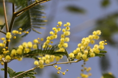 アカシア？咲く１