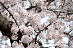 満開５