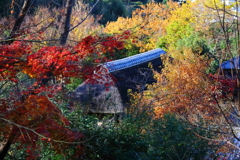 里山晩秋4