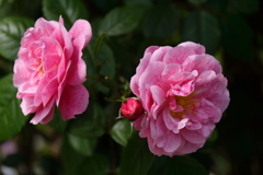 ヨコハマローズウィーク　ブノワマジメル