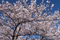 さくらさくら７