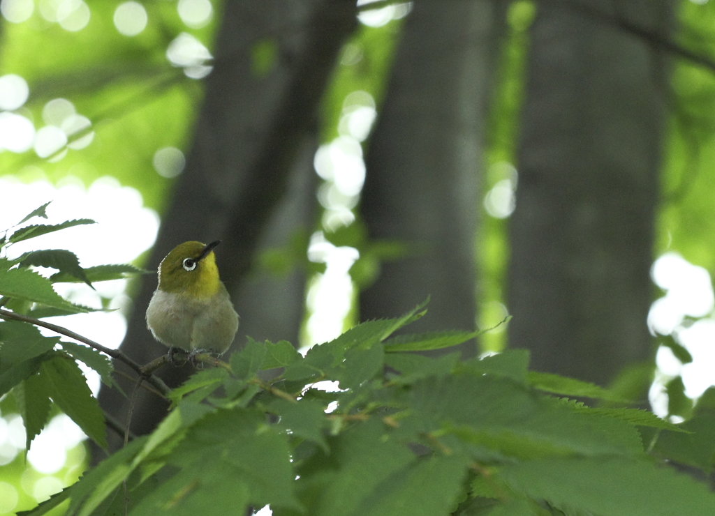 見つかったかな？