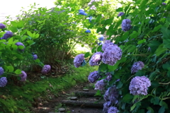 花散歩あじさい小径２